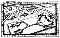 Seasonal Gardening: Row Covers on Spring Crops, Growing Rice and African Bee Trapping Image